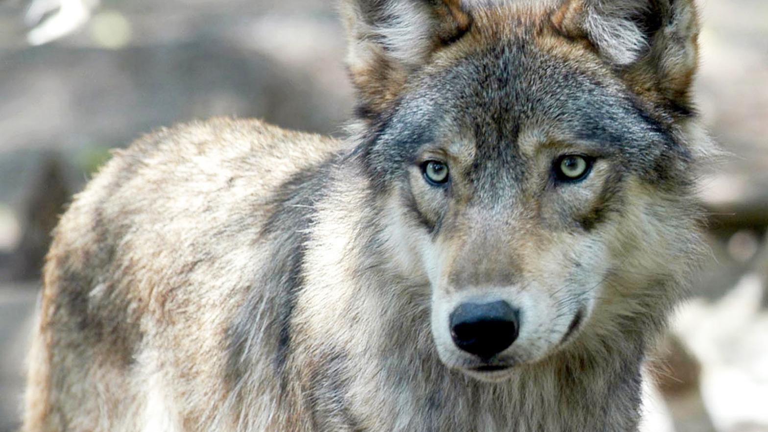 Second wildlife group boosts reward for tips on wolf poaching